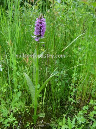 Timmins Orchid 2008 Full Bloom